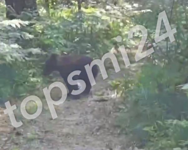 «Ну медведь, вообще красавчик»: туристы встретили медвежонка в «Гремячей гриве»