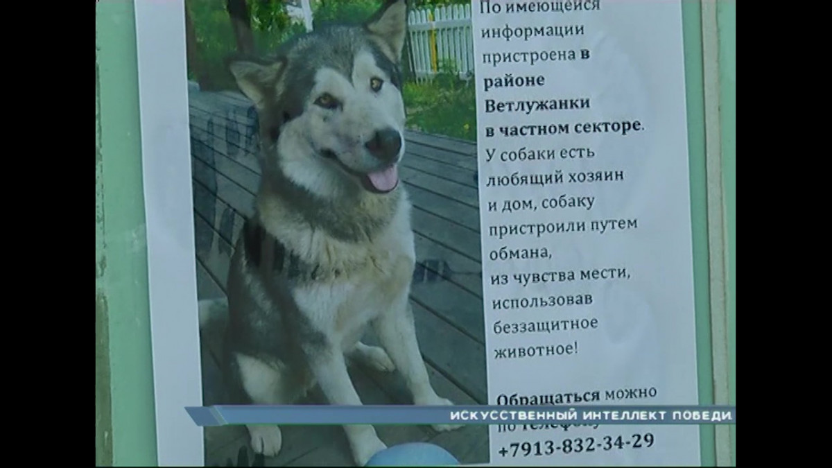 В Красноярске больной онкологией пес стал разменной монетой в разборках экс-супругов