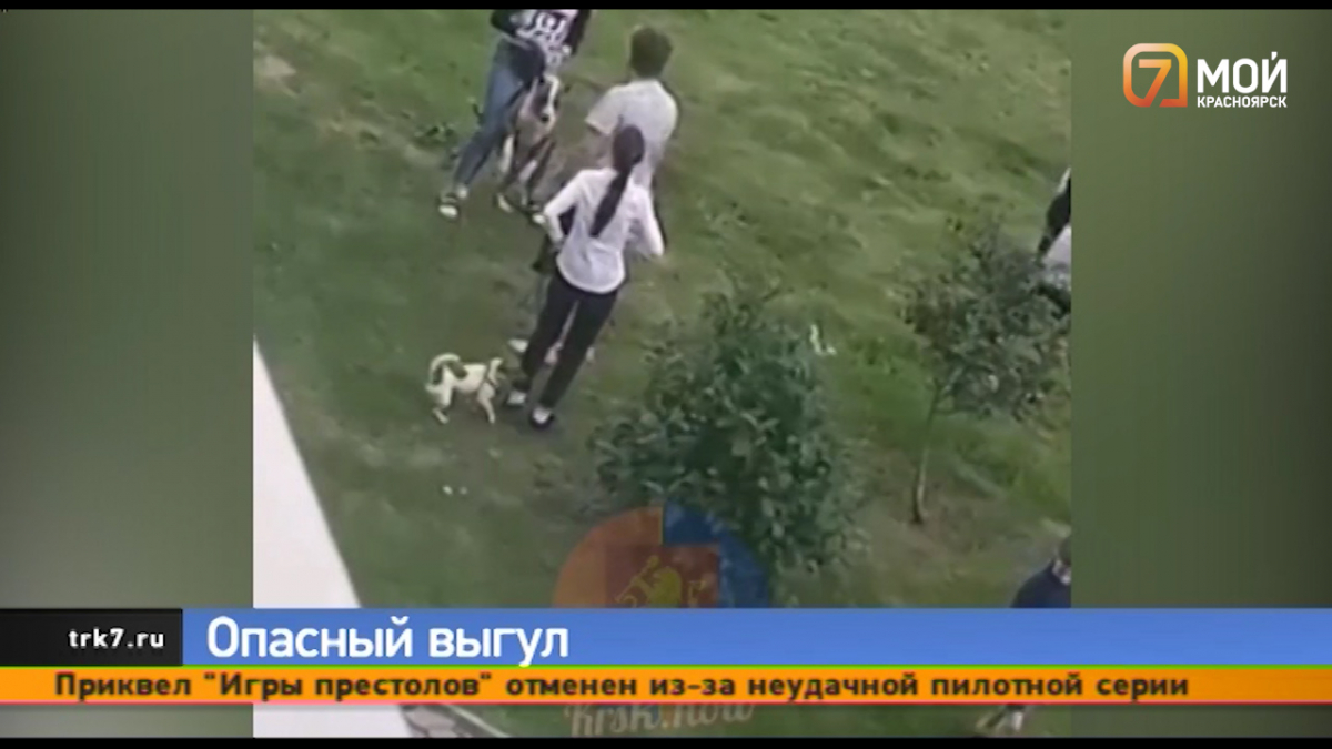 В Красноярске бойцовский пёс напал на кокер-спаниеля на глазах у ребёнка
