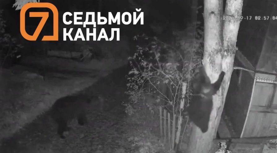 В Красноярском крае предлагают радикально упростить отстрел медведей 