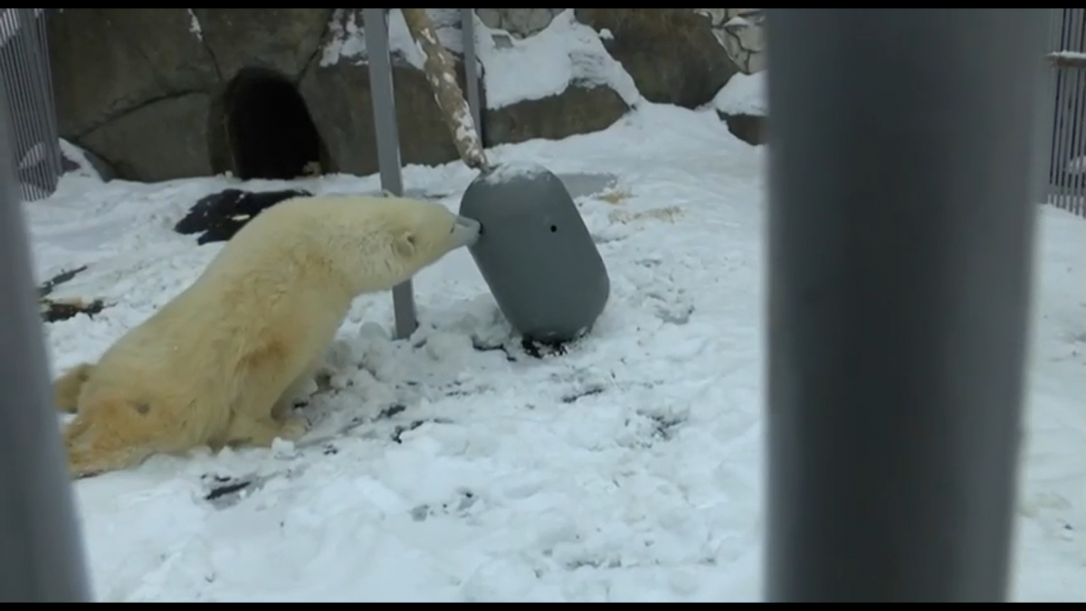 У медведя Диксона в Московском зоопарке появилась игрушка-неваляшка 