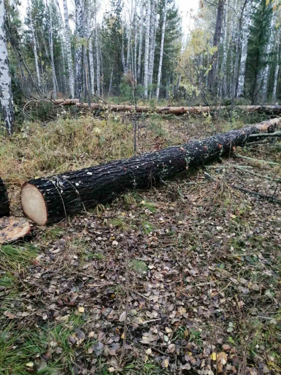 Экология в Лесном хозяйстве