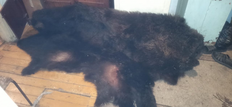 Житель Красноярского края убил медведя и снял с него шкуру