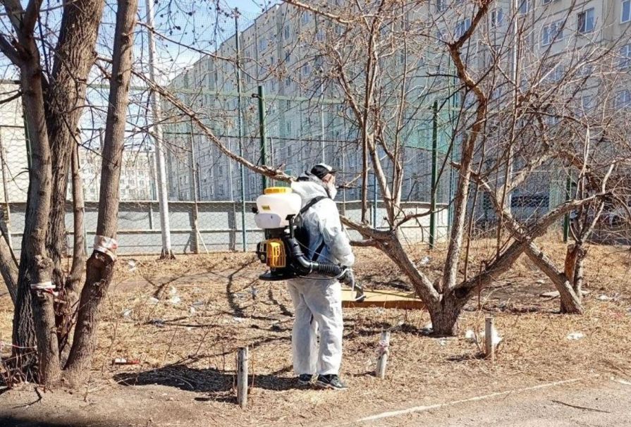 В Красноярске начали обрабатывать общественные пространства от клещей