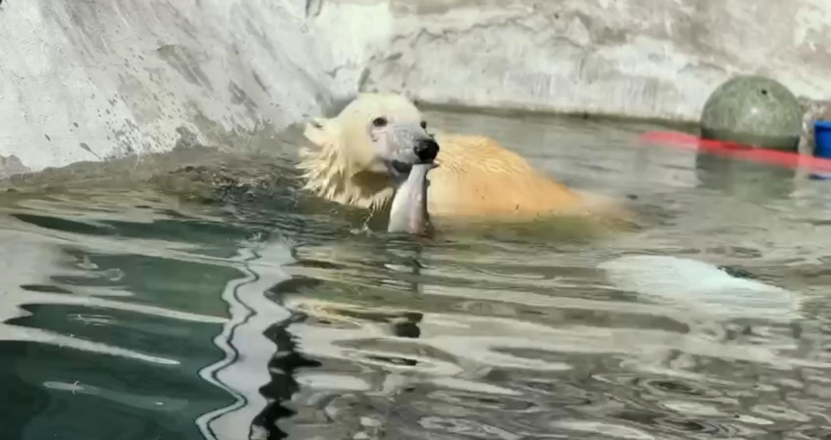 Диксон рыбачит: в зоопарке опубликовали новое видео с медведем, спасенным в Норильске
