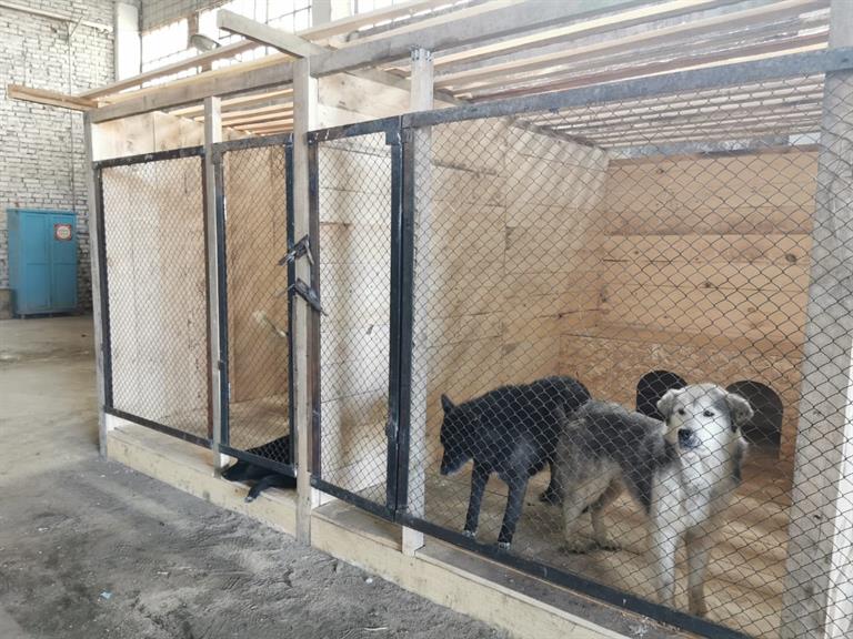 В Красноярске за январь отловили 169 собак