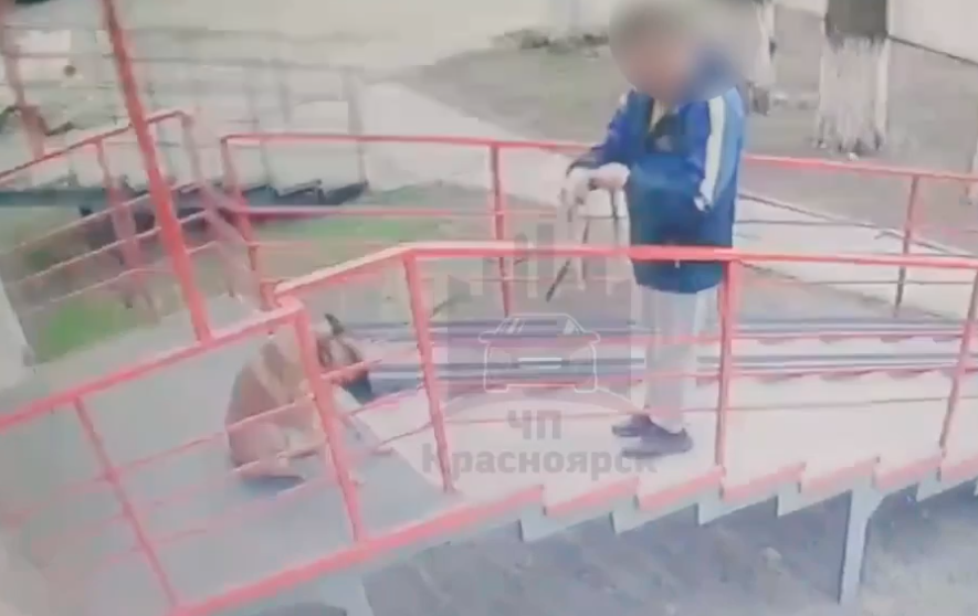 В Красноярске мужчина избил собаку возле магазина