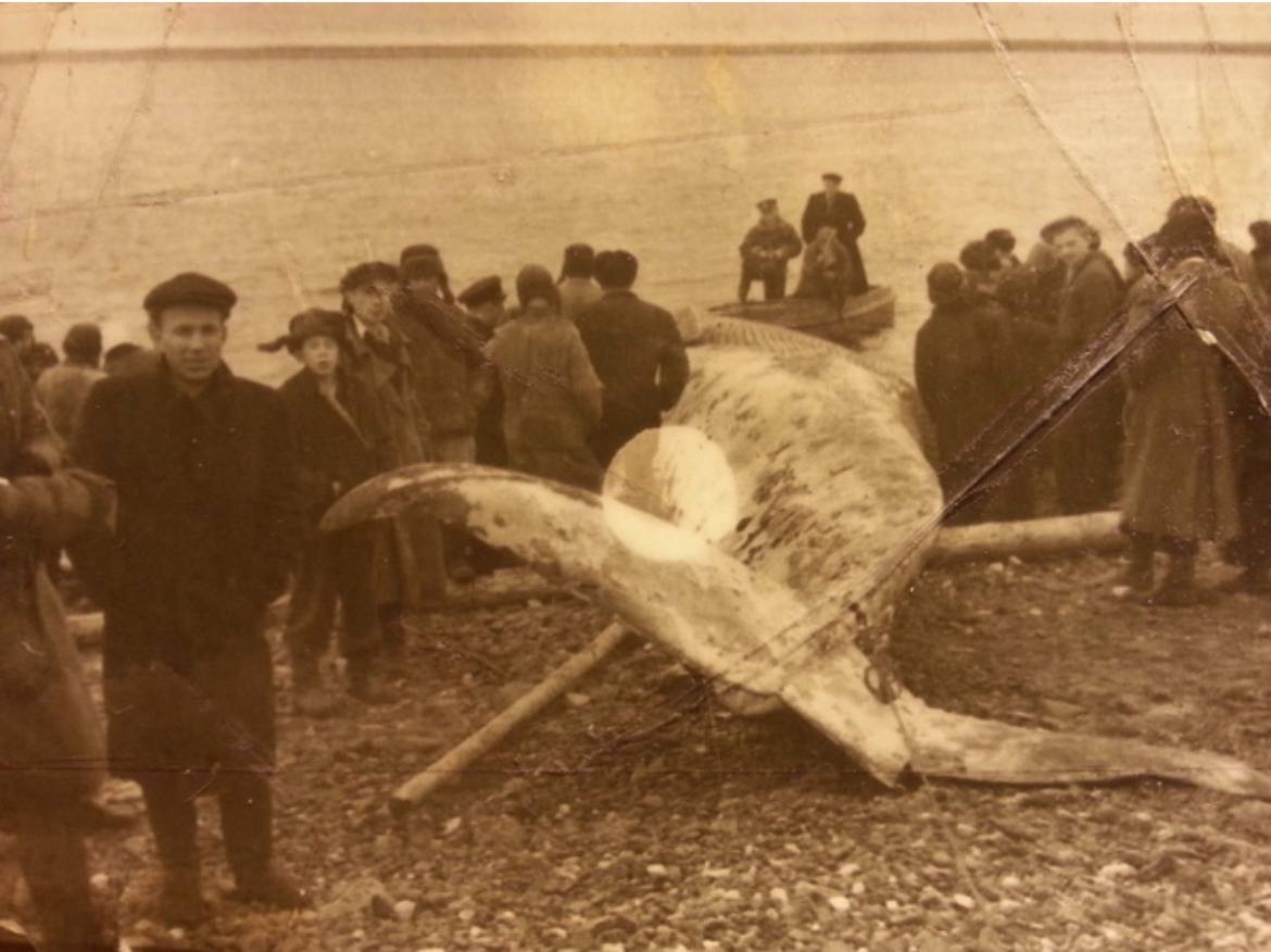 Красноярцам показали старые фотографии заплывшего в Енисей кита