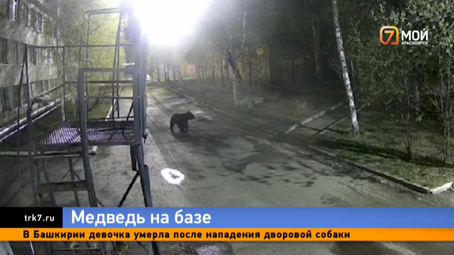 На одной из баз в Красноярском крае произошла стычка между косолапым и пушистыми охранниками 