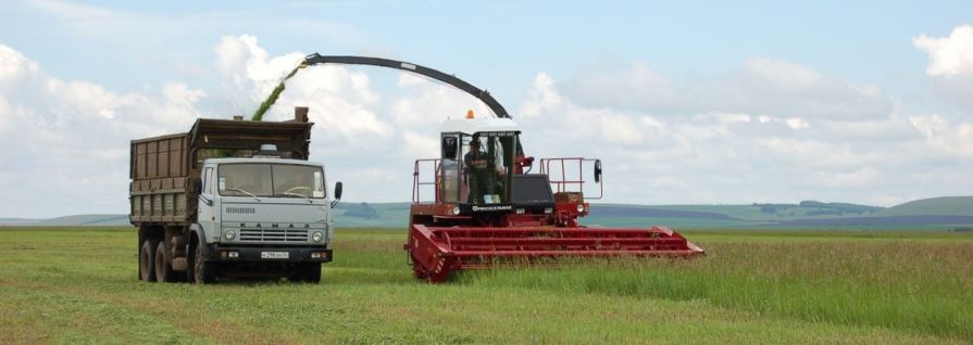 Красноярский аграрный университет закупает сена на 3 млн рублей