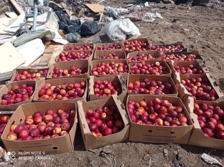 В Красноярске уничтожили 400 кг запрещенных яблок. Фото: Россельхознадзор Красноярского края