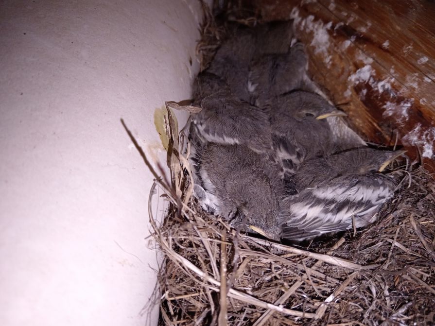 В красноярском заповеднике птицы свили гнезда на кордоне инспекции 