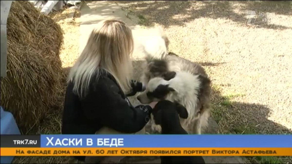 Красноярский собачий приют для хаски переполнен и просит о помощи — Новости  Красноярска на 7 канале