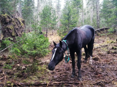 В Красноярском крае нашли пропавших элитных лошадей