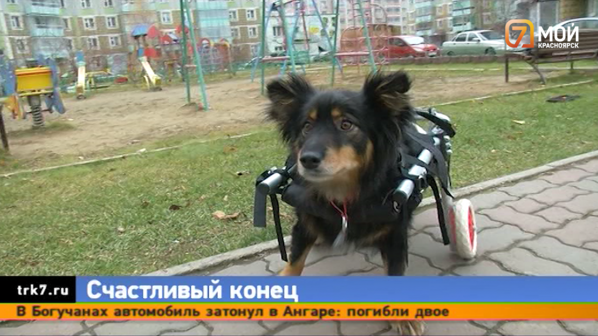Пёс, сбитый мотоциклистом  в Красноярском крае, пошёл на поправку
