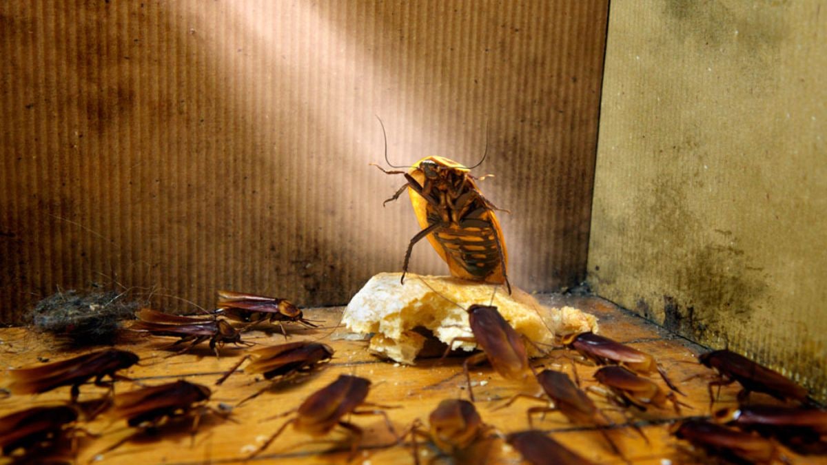 «Тараканы повсюду»: многоквартирный дом в Красноярском крае ломится от насекомых