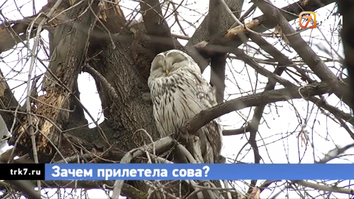 Обеспокоенные горожане сообщили о появлении днём в Красноярске совы —  Новости Красноярска на 7 канале