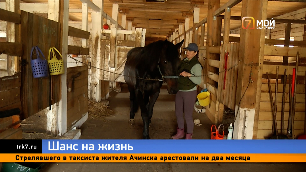 «Не дала пустить на колбасу»: жительница Дивногорска организовала пансионат для престарелых лошадей