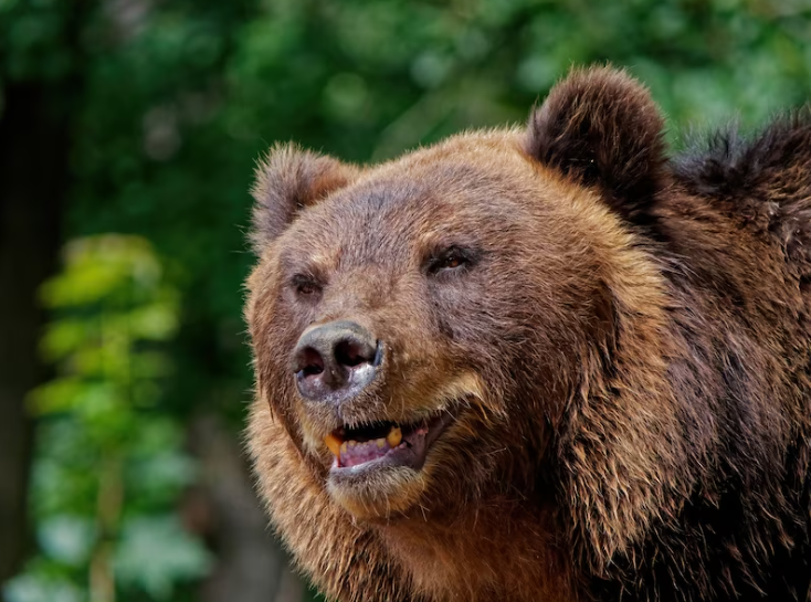 В Красноярском крае полицейские застрелили две недели бродившего по посёлку медведя