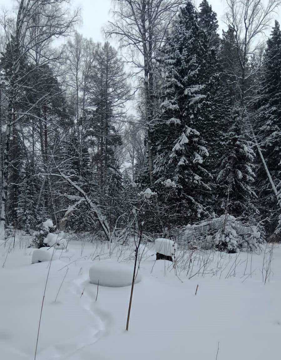 Браконьеры отстреляли 11 диких северных оленей в Красноярском крае