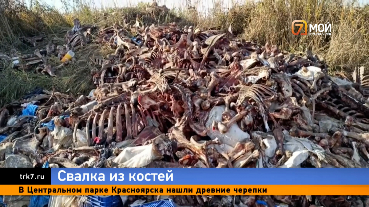 Кучу коровьих скелетов нашли под Красноярском. Рядом оказались документы на оптовую торговлю мясом
