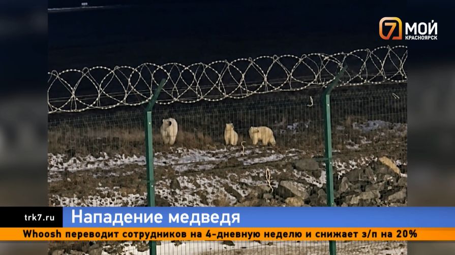 Белый медведь скальпировал рабочего на Таймыре и остался ждать в 50 метрах