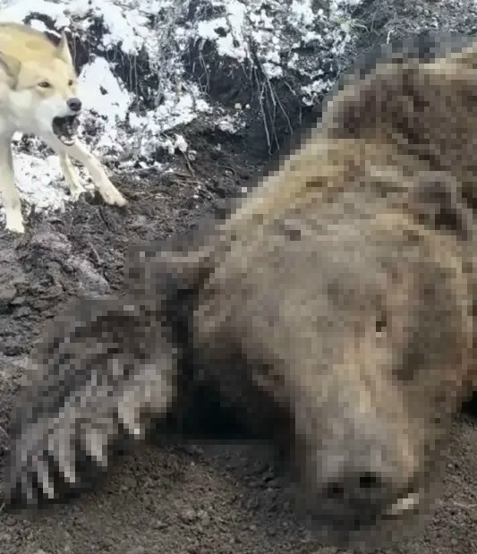 Один из лучших охотников на медведя стал его девятой жертвой в Красноярском крае