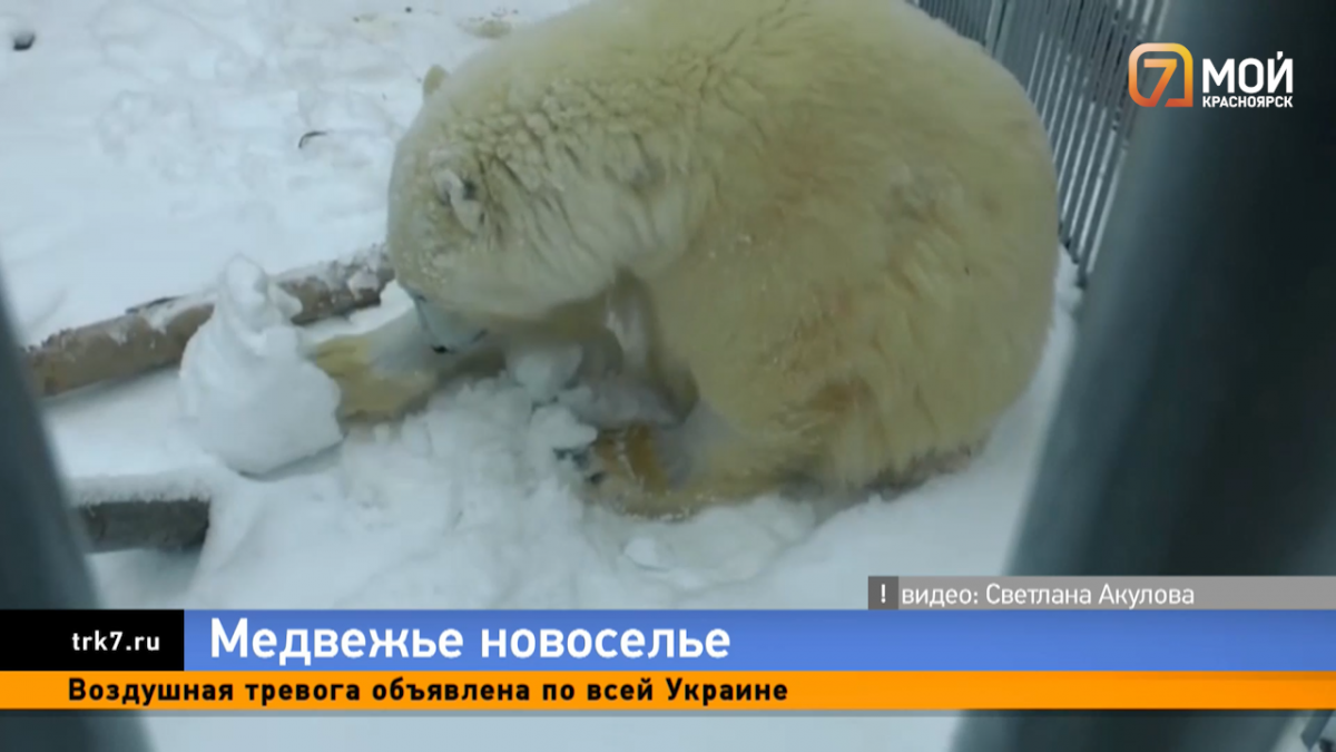 Медведь Диксон, спасенный в Красноярском крае, осваивается в новом вольере 