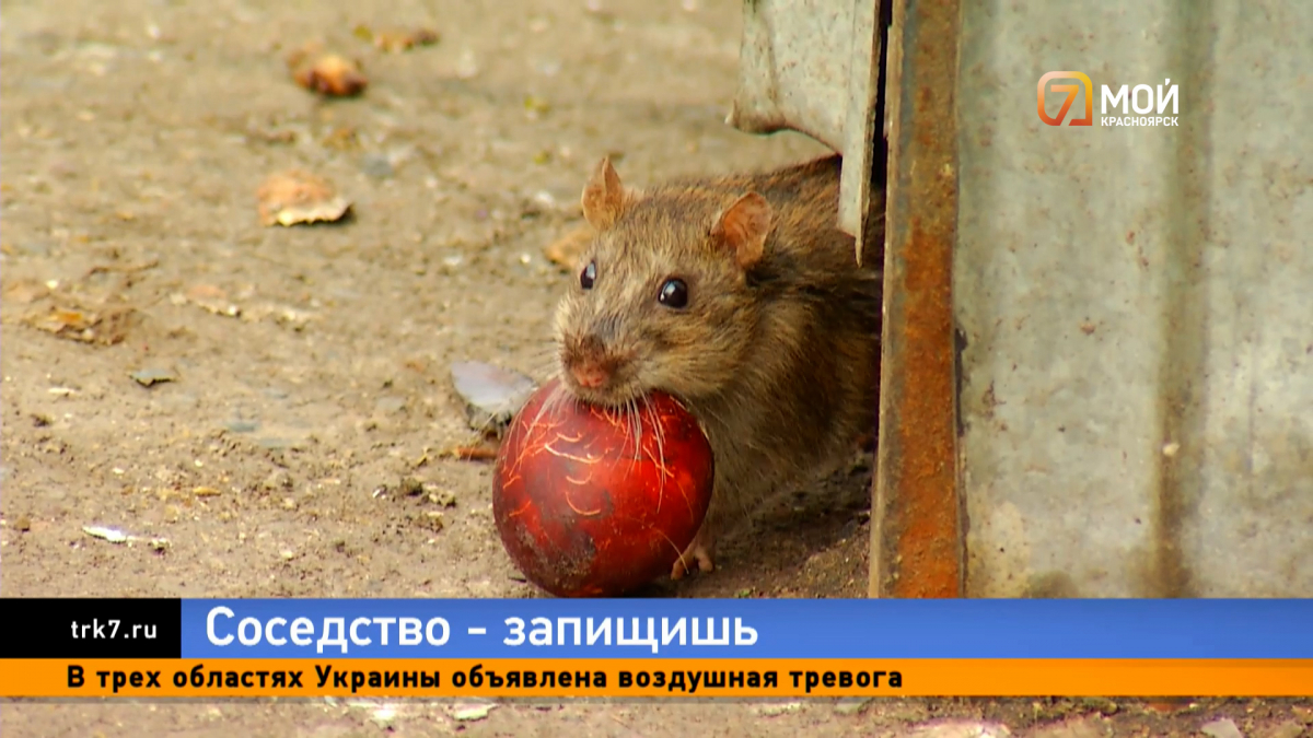 Красноярцы жалуются на нашествие крыс во дворах