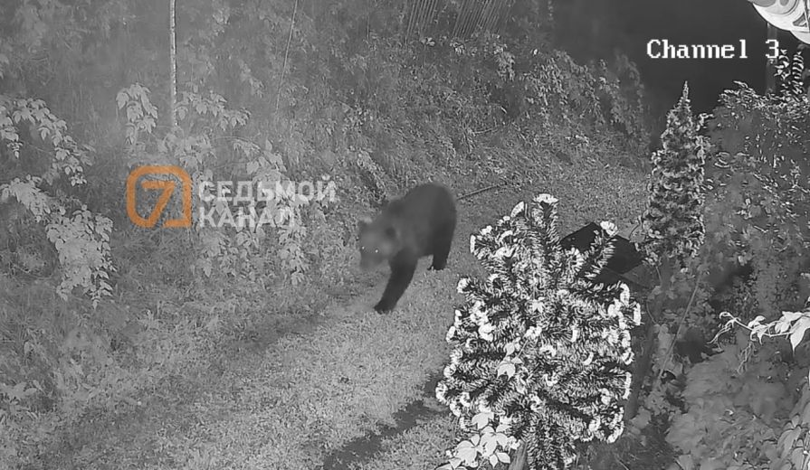 Медведя засняли камеры у красноярского «Роева ручья»