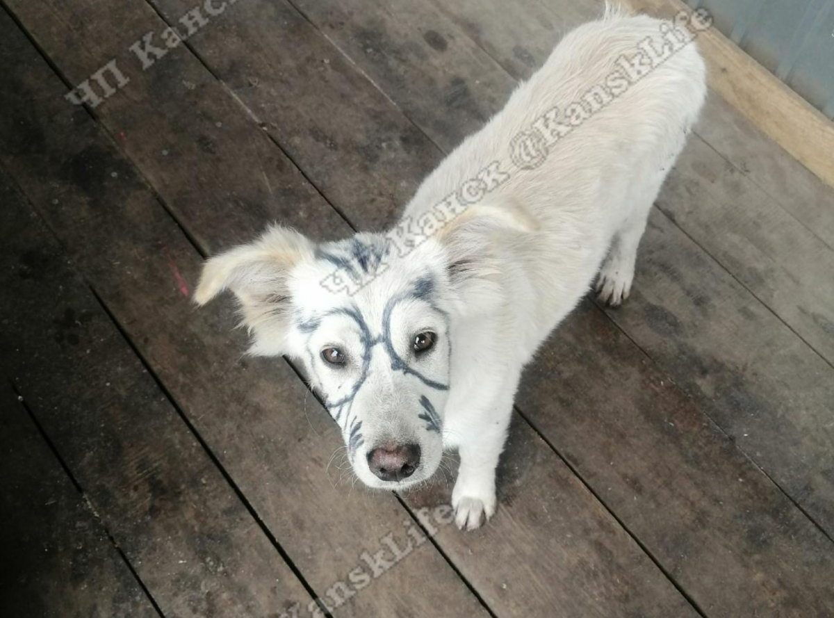 В Канске неизвестные нарисовали на морде бездомной собаки очки маркером
