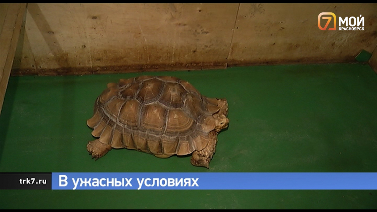 На выставке беспозвоночных в Красноярске черепаху содержат в ужасных условиях
