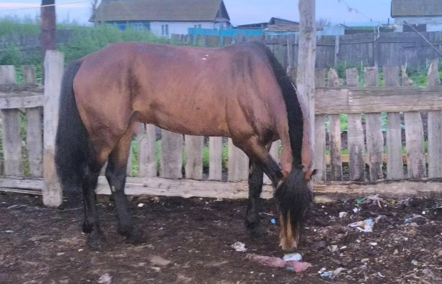 «Пропал Кавказ»: под Красноярском задержали конокрада