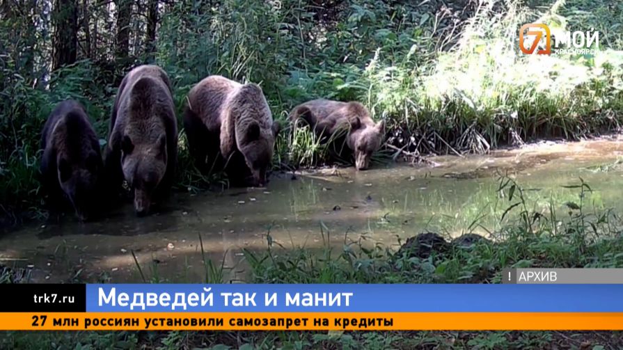 Поближе к людям — поселок Манский страдает от нашествия медведей 