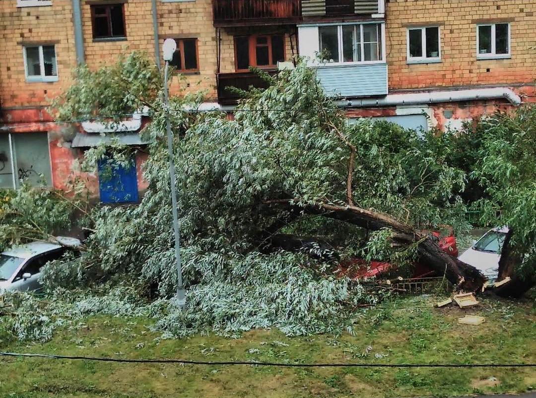 Сильный ветер повалил дерево на две припаркованные во дворе машины (фото) —  Новости Красноярска на 7 канале