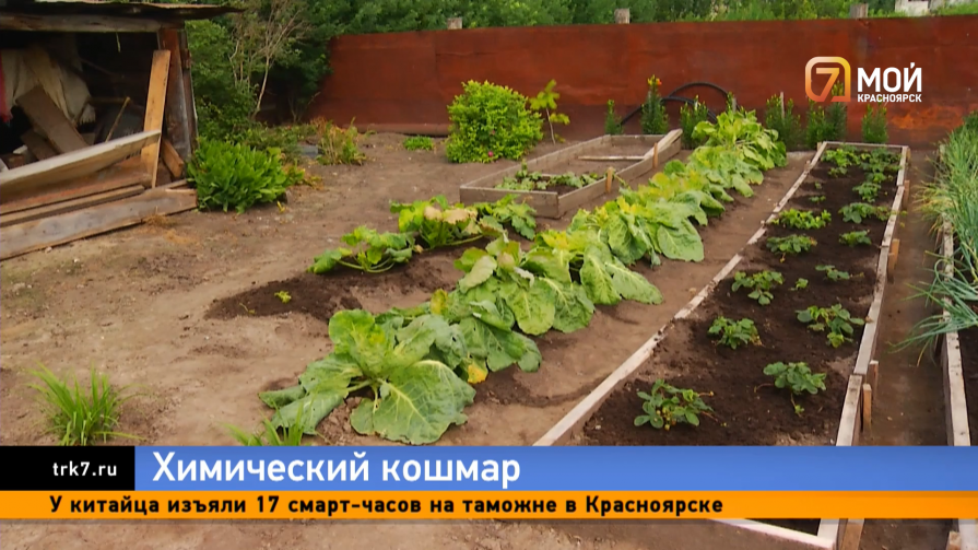 Под Красноярском у жителей погибли огороды после распыления в воздухе неизвестных химикатов 