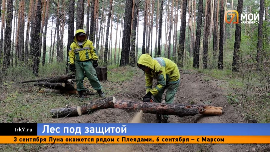 Барьер для стихии — зачем красноярские пожарные перепахивают тайгу и поднимают кроны деревьев 