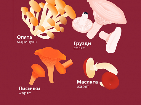 Разбираемся, как не отравиться грибами: советы экспертов. Графика: «Яндекс» (делал исследование про самые популярные у красноярцев грибы)