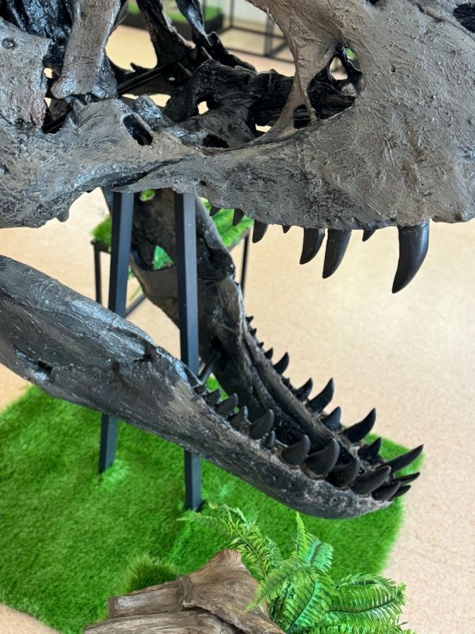 Где в Красноярске можно посмотреть на череп Тираннозавра