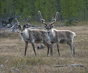На севере Красноярского края посчитают оленей. Фото: rosneft.ru