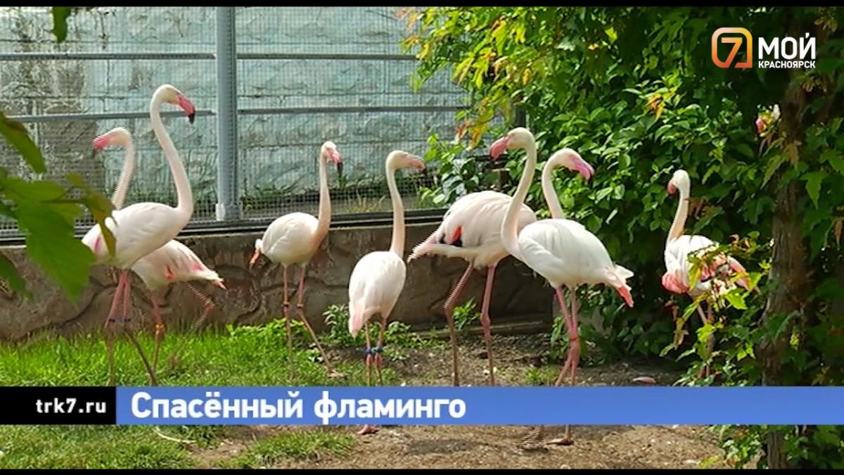 История одного фламинго: как в Якутии спасли найденыша и привезли в Красноярск
