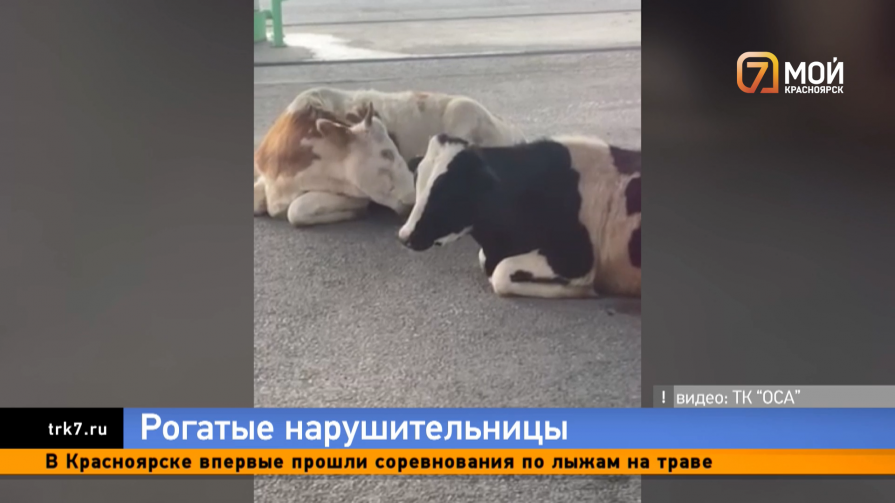 В Ачинске впервые выписали штраф за коров-беспризорниц