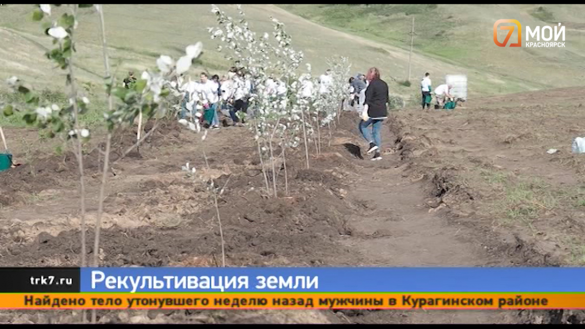 В Красноярске экоактивисты высадили 100 деревьев на месте бывшего полигона