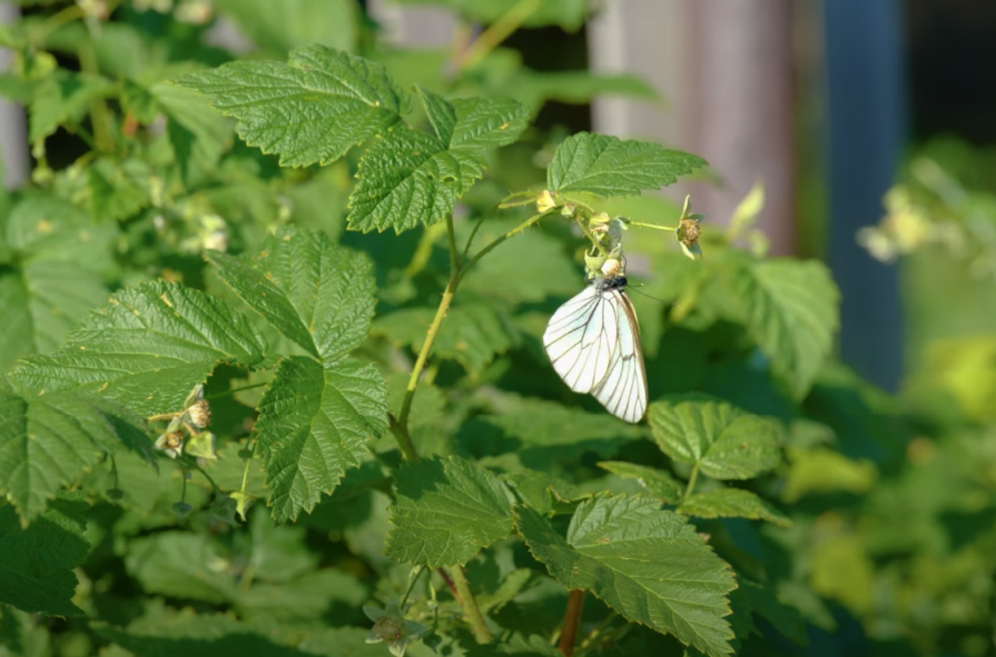 Как защитить сад от бабочки боярышницы: советы красноярского эксперта  