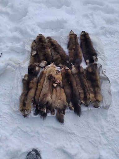 В Красноярском крае полиция нашла у браконьера шкуры соболей и зайцев