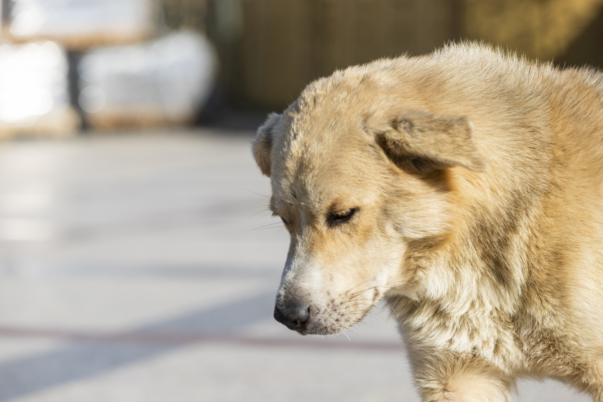 Больше 3,5 тыс. жителей Красноярского края стали жертвами агрессивных собак в этом году