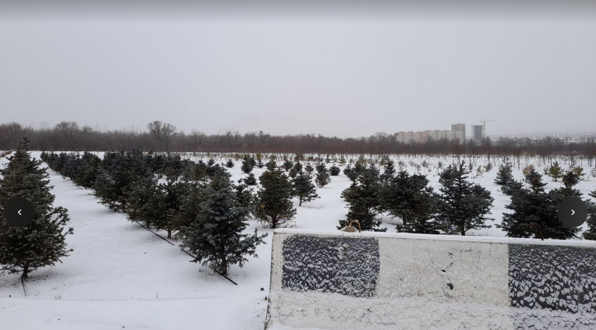 20 млн рублей хотят выделить на полив молодых деревьев в Красноярске