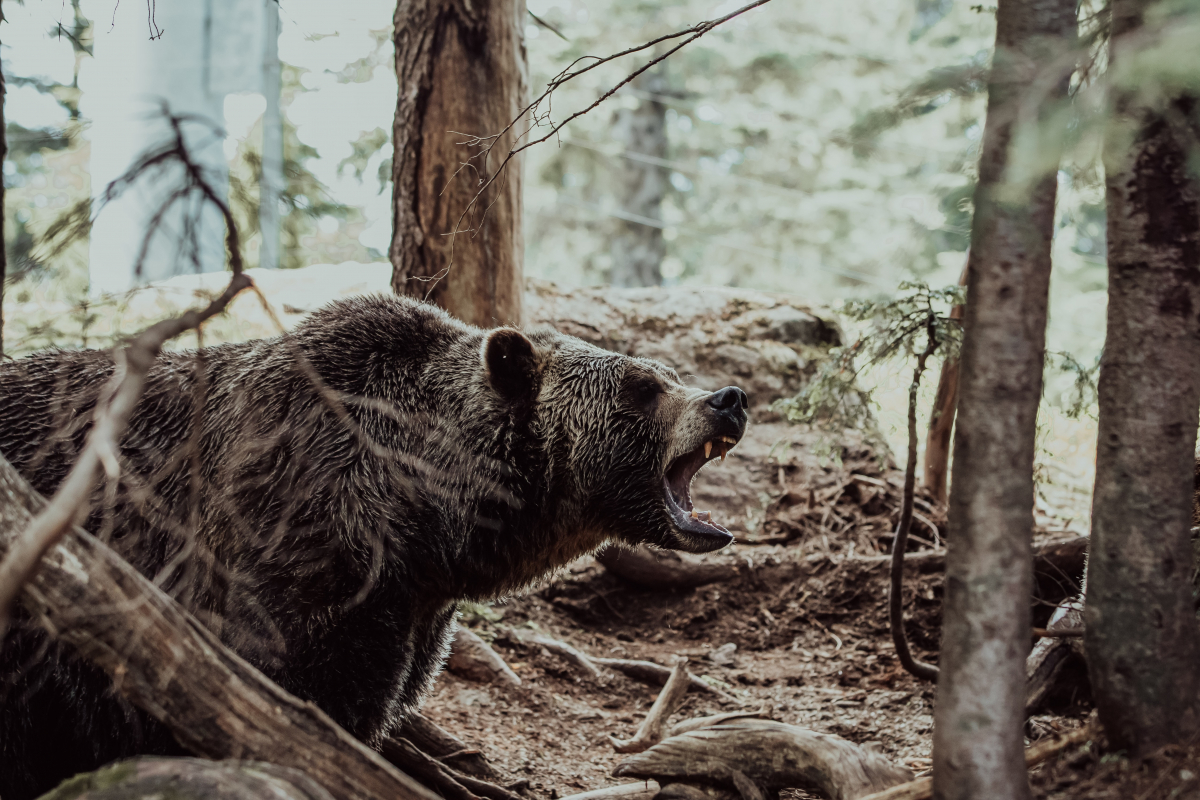 В Красноярском крае застрелили медведя, который вышел к людям  