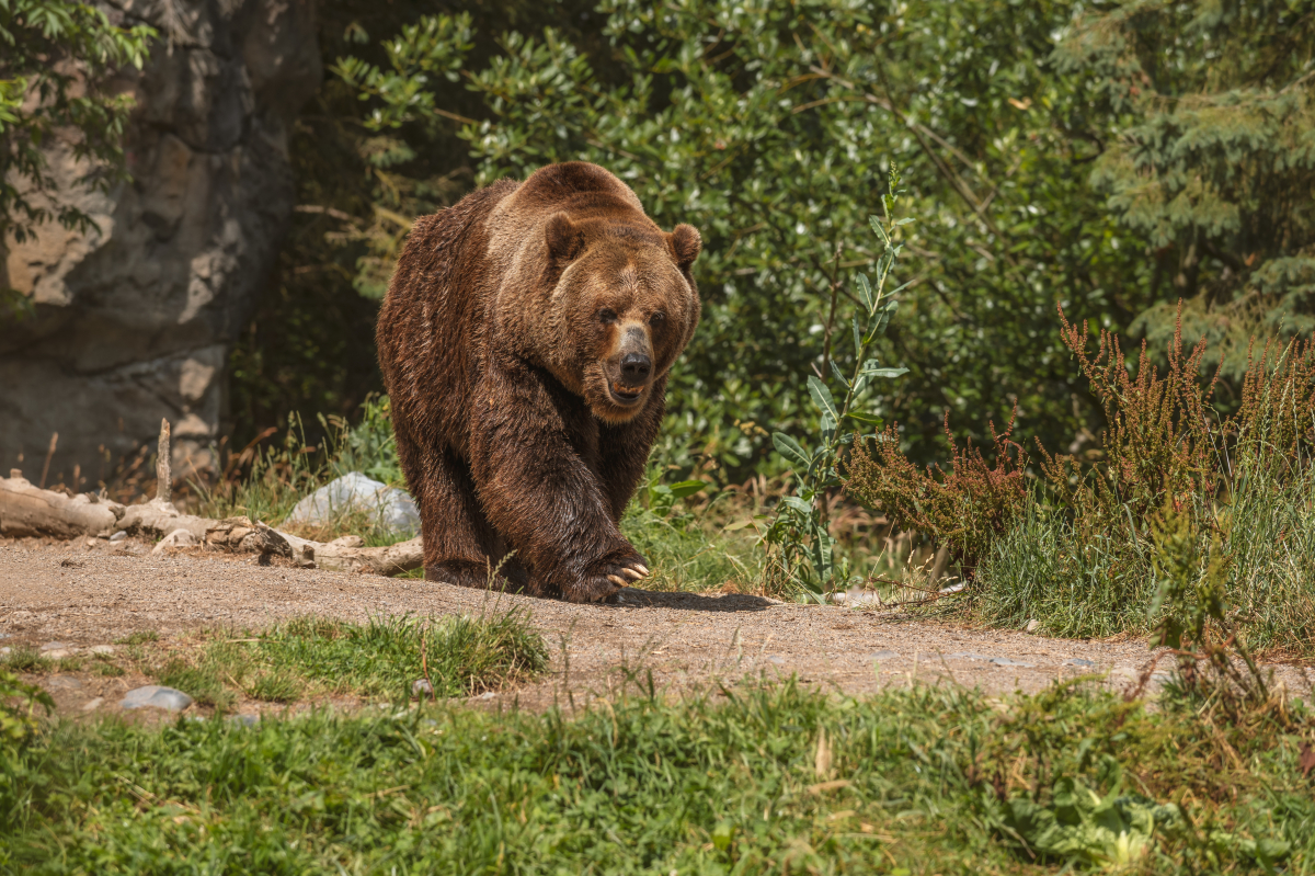 Бурые медведи начали часто выходить к людям на севере Красноярского края