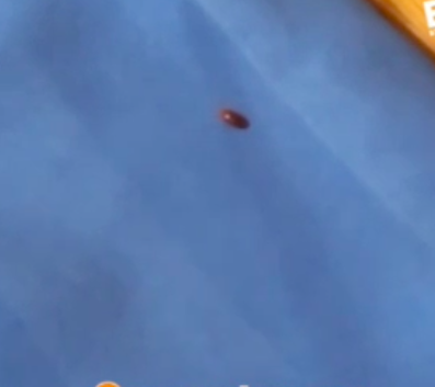 В Минусинске посетительница гостиницы нашла клопов в кровати. Скриншот видео: t.me/vzglyad_info